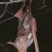 Striped Leaf-nosed Bat - Photo (c) Jakob Fahr, some rights reserved (CC BY-NC), uploaded by Jakob Fahr