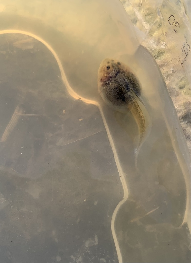 Western Spadefoot