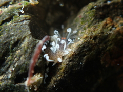 Amblyosyllis
