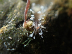 Amblyosyllis