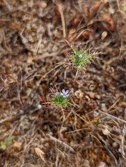 Navarretia tagetina