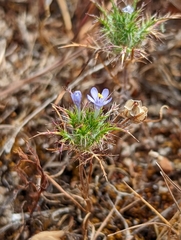 Navarretia tagetina