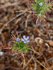 Navarretia tagetina