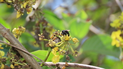 Paratetrapedia moesta