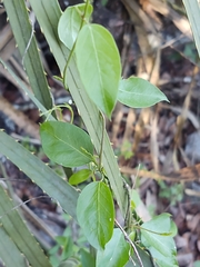 Metastelma barbigerum