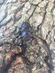 Lucanus elaphus