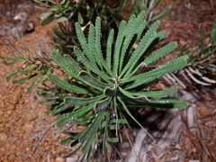 Banksia attenuata