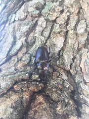 Lucanus elaphus