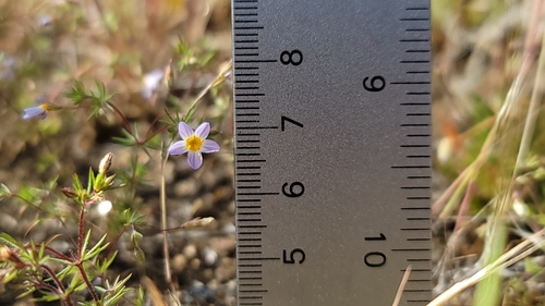 Image of Thread Linanthus (Leptosiphon filipes) by (c) Chris Winchell, some rights reserved (CC BY)