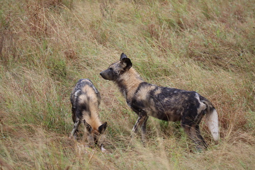 African wild dog