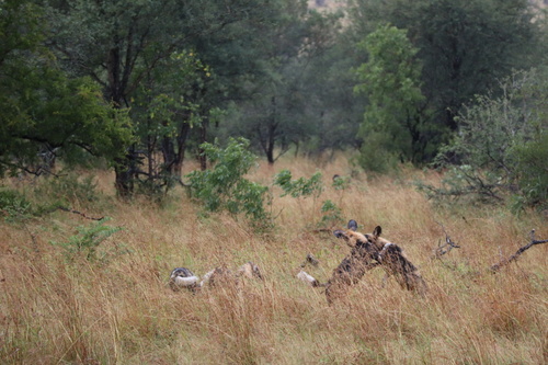 African wild dog