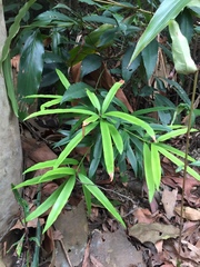Podocarpus nakaii