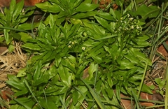 Erigeron darrellianus