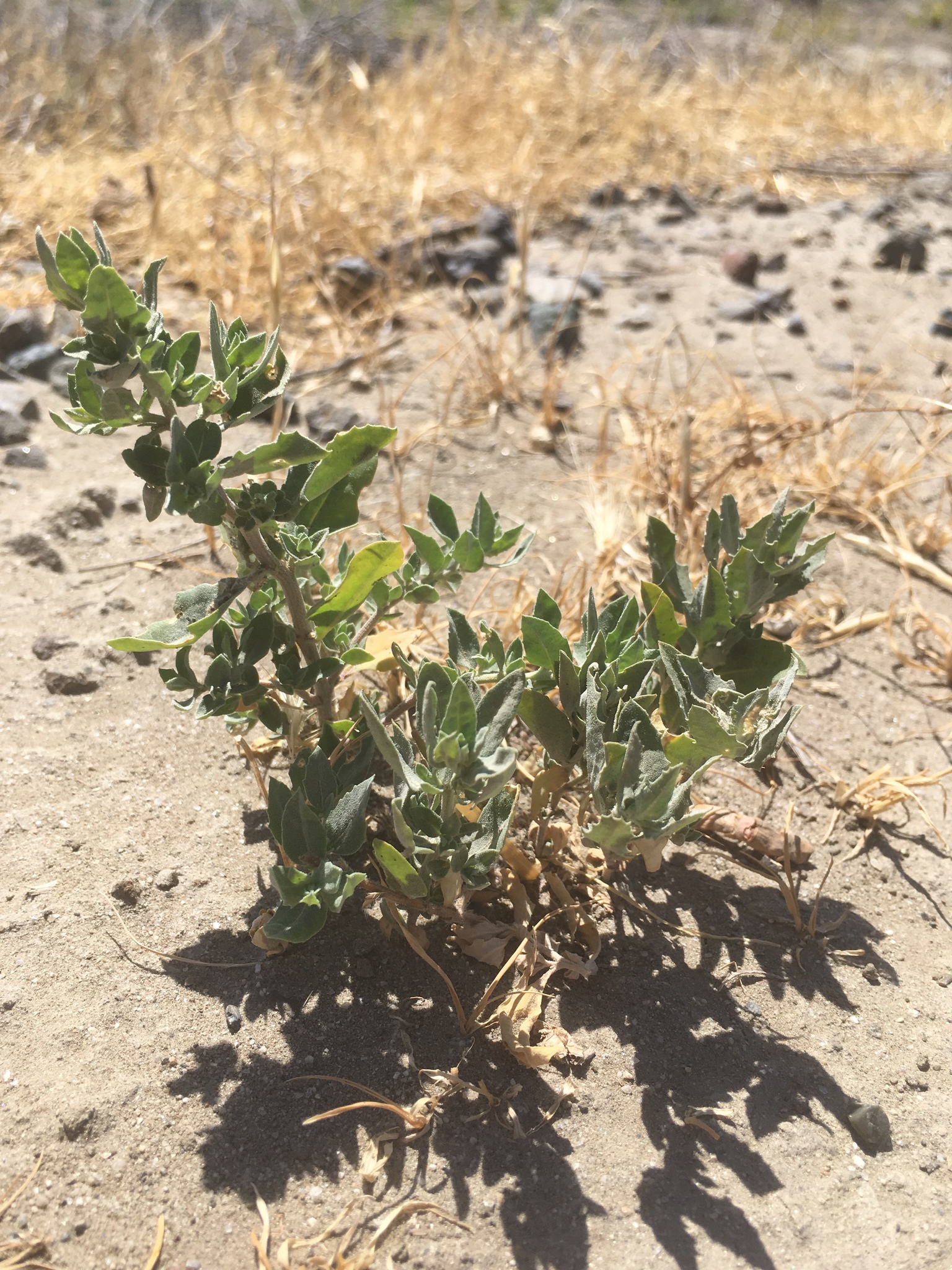 Atriplex serenana