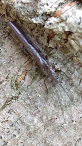 Appalachian Needlefly photo 2