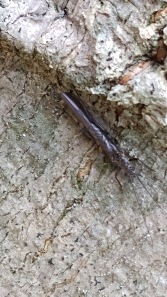 Appalachian Needlefly