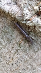Appalachian Needlefly