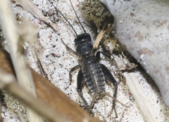 Gryllus bermudensis