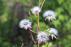 Lactuca graminifolia