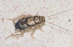 Euthlastoblatta absimilis