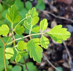 Serjania brachycarpa