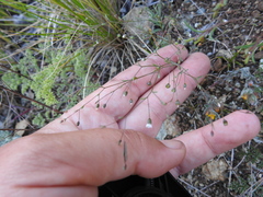 Hesperolinon micranthum