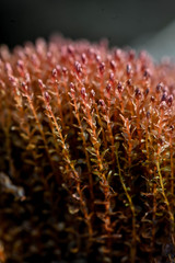 Ptychostomum cryophilum