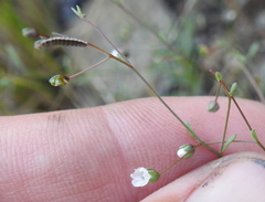 Hesperolinon micranthum