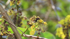 Paratetrapedia moesta