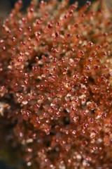 Ptychostomum cryophilum