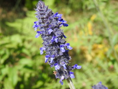 Salvia stachyoides