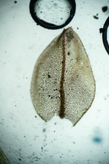 Ptychostomum cryophilum