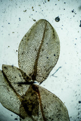 Ptychostomum cryophilum