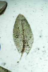 Ptychostomum cryophilum