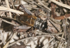 Gryllus bermudensis