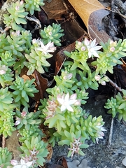Sedum potosinum