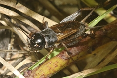 Gryllus bermudensis