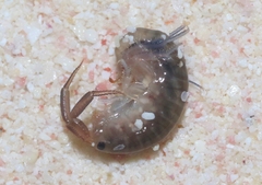 Platorchestia platensis