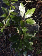 Quercus runcinatifolia