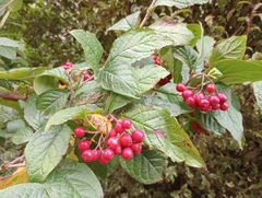 Cotoneaster bullatus