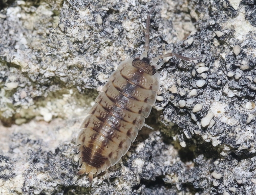 Representative image of Porcellio lamellatus lamellatus