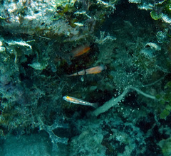 Apogon townsendi