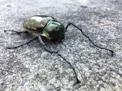 Cheirotonus formosanus