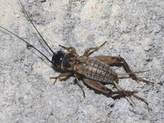 Gryllus bermudensis