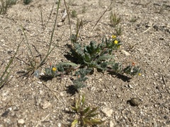 Camissoniopsis