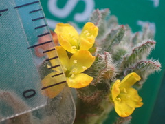 Camissoniopsis