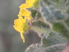 Camissoniopsis