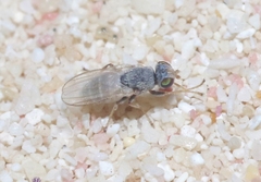 Tethininae