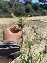 Nicotiana quadrivalvis