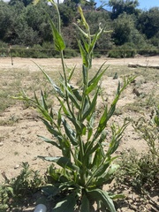 Nicotiana quadrivalvis